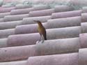 sweetnlow bird